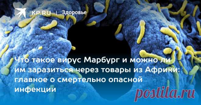 2024-ВИРУС ЛИХОРАДКИ МАРБУРГ: что известно О СМЕРТЕЛЬНО-опасной инфекции, риск эпидемии в России, как передается, СИМПТОМЫ, лечение, смертность Академик РАН Покровский: вирус Марбург ослабевает при передаче между людьми