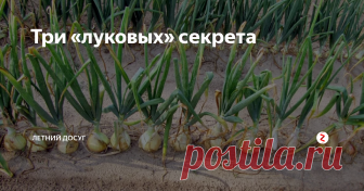Три «луковых» секрета Часто можно слышать, как огородники жалуются на то, что не могут вырастить крупный лук. Они грешат на качество севка, болезни и вредителей. Не все знают, что лук — культура не простая и тоже имеет свои, «луковые» секреты.
Рыхлая почва
Это секрет №1. Лук очень любит рыхлую почву, очень рыхлую. Потому плодородный суглинок нужно непременно разбавлять. Под перекопку вносится по ведру песка и перегноя