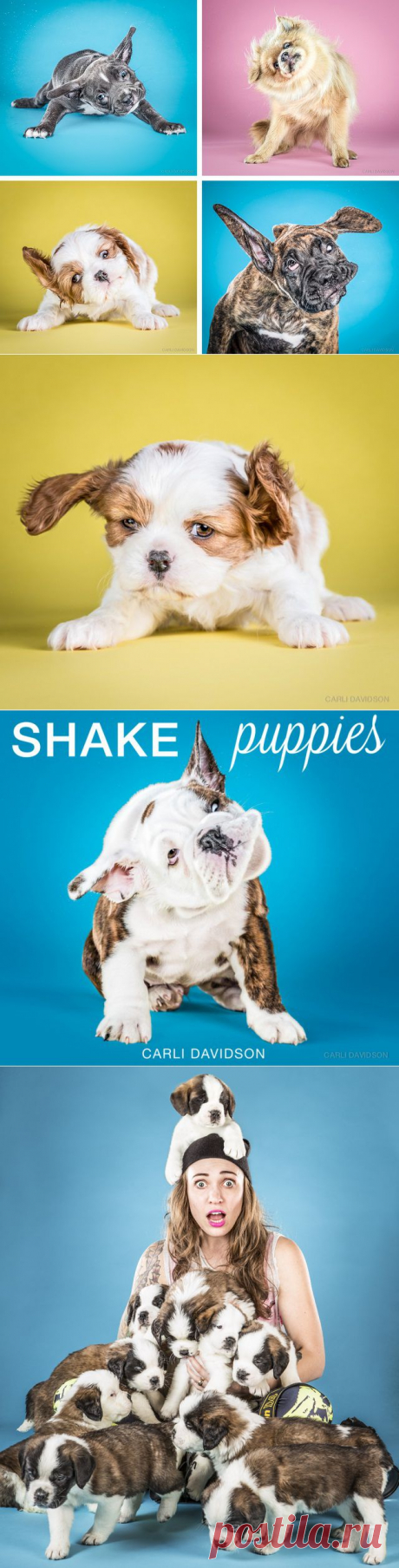 Милые щеночки, которых застали врасплох | Дай лапку