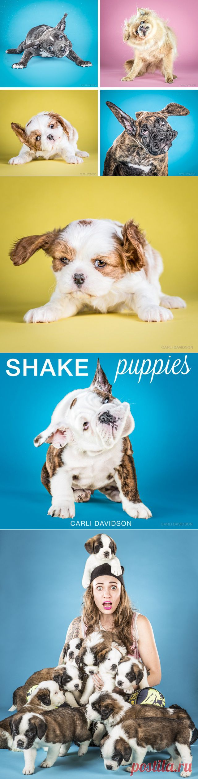 Милые щеночки, которых застали врасплох | Дай лапку