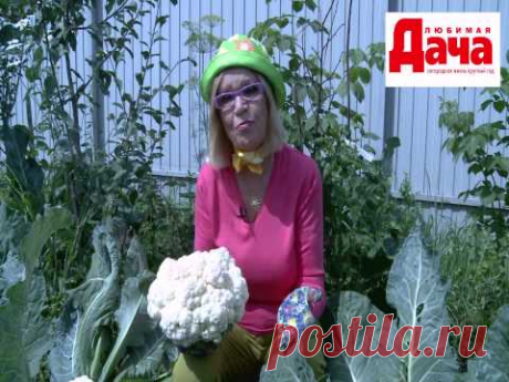 Почему не завязывается цветная капуста?