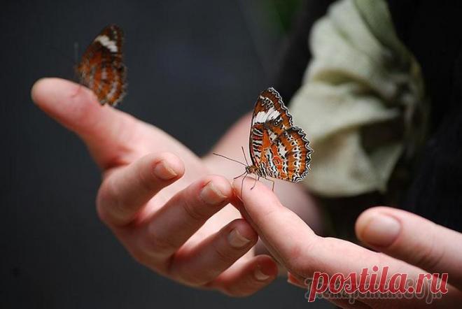 К чему залетает бабочка в квартиру: волшебная вестница добра