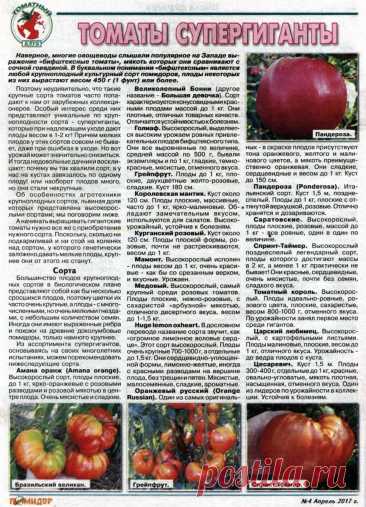 Томаты супергиганты