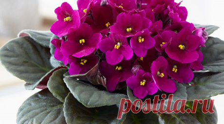 Красивые фото фиалок | Комнатные цветы и растения