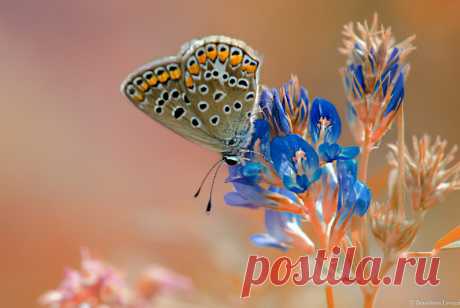 Butterflies &amp; moths! - Google+