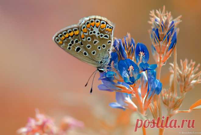 Butterflies & moths! - Google+