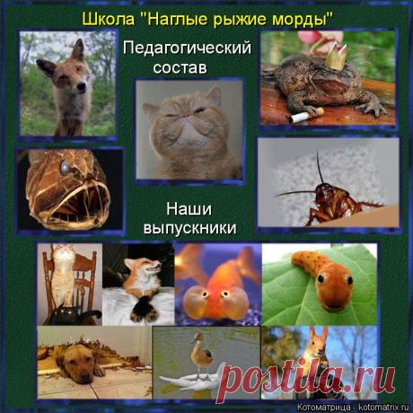 Котоматрица: Круть