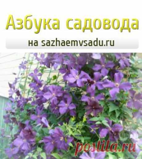 Княжики лиана в любой сад | Азбука садовода