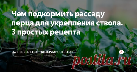 Чем подкормить рассаду перца для укрепления ствола. 3 простых рецепта Чтобы вырастить рассаду перца с крепким стволом и хорошо развитой корневой системой растение  необходимо регулярно подкармливать.  Расскажу о трех самых натуральных, простых и доступных удобрений. Благодаря этим подкормкам рассада перца получает все необходимые для роста питательные вещества.
