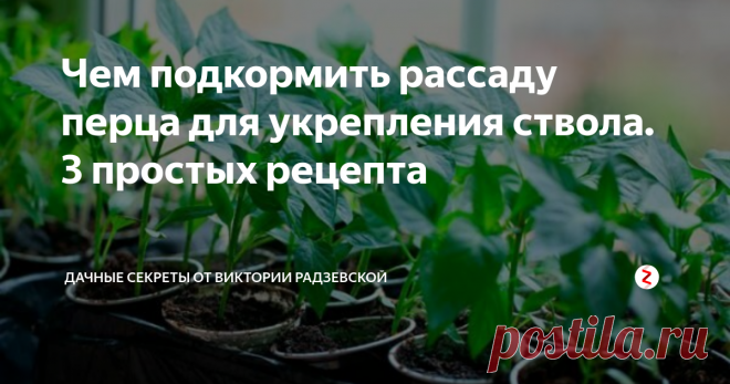 Чем подкормить рассаду перца для укрепления ствола. 3 простых рецепта Чтобы вырастить рассаду перца с крепким стволом и хорошо развитой корневой системой растение  необходимо регулярно подкармливать.  Расскажу о трех самых натуральных, простых и доступных удобрений. Благодаря этим подкормкам рассада перца получает все необходимые для роста питательные вещества.
