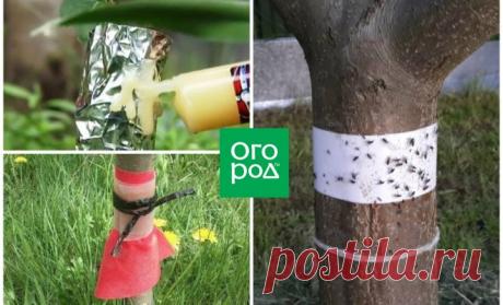 Ловчий пояс для защиты деревьев: когда накладывать и снимать, как сделать самому