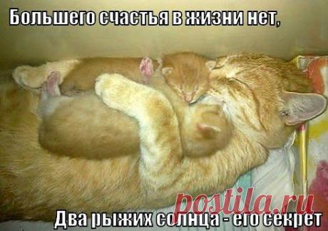 Подборка картинок с котами - прикол | Видео приколы - humor and fun