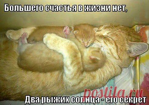 Подборка картинок с котами - прикол | Видео приколы - humor and fun