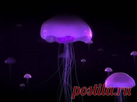 Живая природа