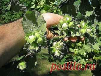 Как создать ореховый сад
Лещина и фундук – редкие гости на наших садовых участках. И это довольно странно, если учесть, сколько стоит один килограмм орехов. На участке в четыре сотки можно создать целый сад из фундуков, которые будут хорошо плодоносить.
О ПОЧВЕ
Фундук предпочитает легкие по механическому составу и богатые органикой почвы. Если земля на участке другая, то ее надо подкорректировать, добавив в посадочную яму песка и перегноя. Причем перегноя нужно сравнительно немного. А песка н