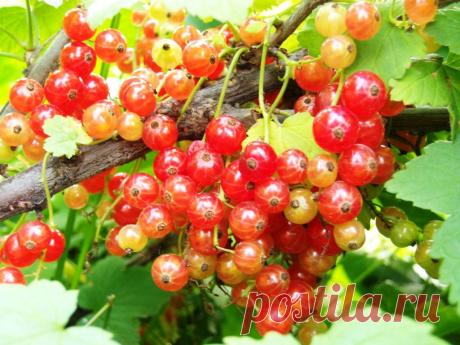 природа