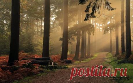 Зображення Landscape, Пейзаж, Природа, Nature, Туман, Лес, Грунтовая Дорога. Природа | Фабрика картинок - PicsFab.com. Обои для рабочего стола