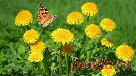 Как принимать ОДУВАНЧИК ОТ РАКА?