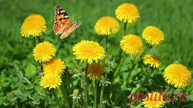 Как принимать ОДУВАНЧИК ОТ РАКА?