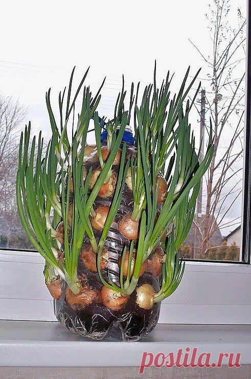 Как вырастить вкусный лук на подоконнике | Самые популярные и самые вкусные рецепты с видео