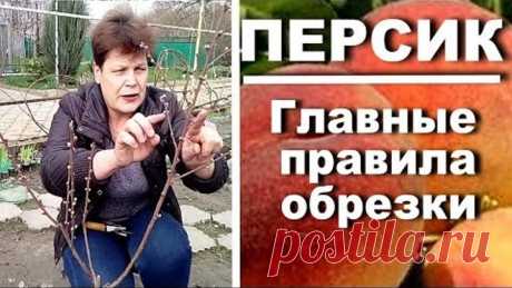 Как обрезать персик второго года жизни. Самые главные правила обрезки персика