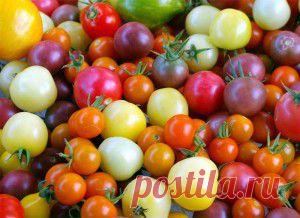 Все про помидоры