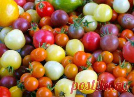 Все про помидоры