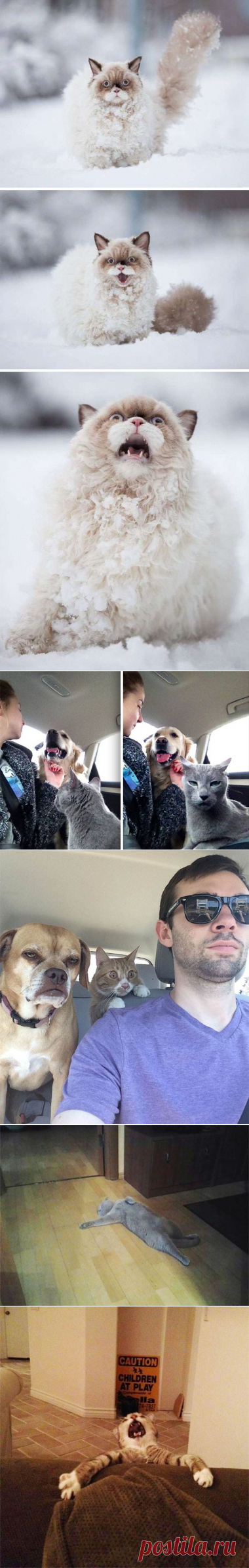 25 фотографий котов, чьи актерские способности заслуживают Оскара