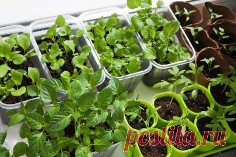 Дачный участок — Страница 112