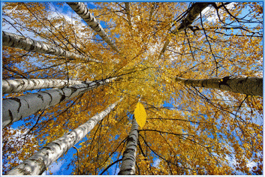 Живые фотографии – Живые картинки – Сообщество – Google+