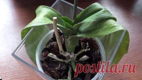 Как реанимировать орхидею, которая потеряла листву