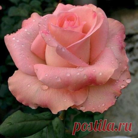 i (736×736)