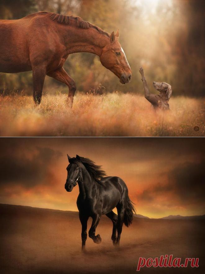 Идеальные фотографии лошадей - грация, краса и сила ...