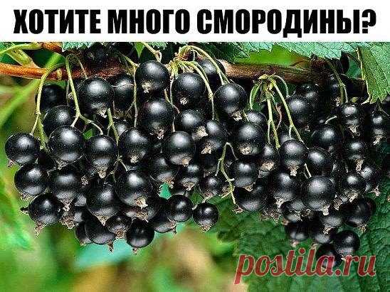 ХОТИТЕ МНОГО СМОРОДИНЫ? НАСУШИТЕ КАРТОФЕЛЬНЫХ ОЧИСТОК!
Очистки от картофеля – богатый источник крахмала, который так нужен смородине. От него ее ягоды вырастают до размера вишни.
Поэтому возьмите за правило не выбрасывать картофельную кожуру, а собирать, сушить и хранить до нужных времен. 
Кстати, очистки отлично сохнут на батарее или просто разложенные в один слой на подоконнике. Хранить их лучше в тканевых мешочках. 
Всю весну и лето закапывайте сухие картофельные очистки под кусты или зав