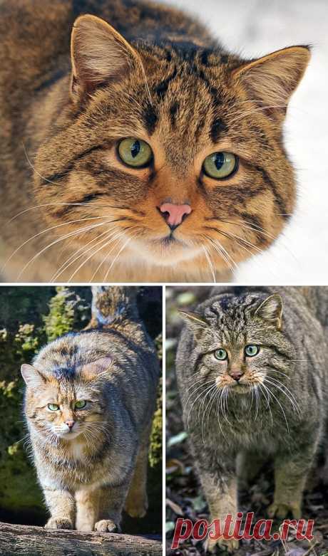 16 великолепных диких котов, о которых вы почти наверняка не слышали