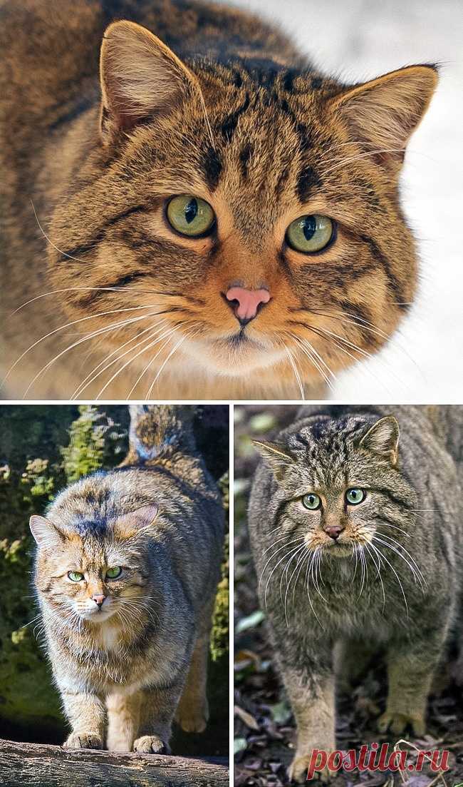 16 великолепных диких котов, о которых вы почти наверняка не слышали