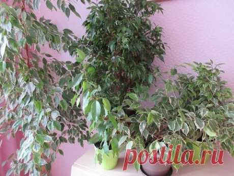 Моя коллекция фикусов. Корневин. Пересадка. Моя коллекция ficus benjamina .Трансплантировать.