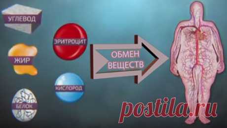 Почему нарушается обмен веществ. Признаки нарушения. Кто из нас не хочет иметь красивую фигуру без всяких лишних выпуклостей и «спасательного круга» на талии? Только вот почему-то, ваша подруга может есть пирожные, конфеты, булочки, жареную картошечку без ограничений и ни сколько не поправляется, а вы полнеете даже от взгляда на эти вкусности. На вопрос: «Почему?», довольно часто слышим в ответ, мол, причина в том, что нарушается обмен веществ. Словосочетание простое, но малопонятное для многих.