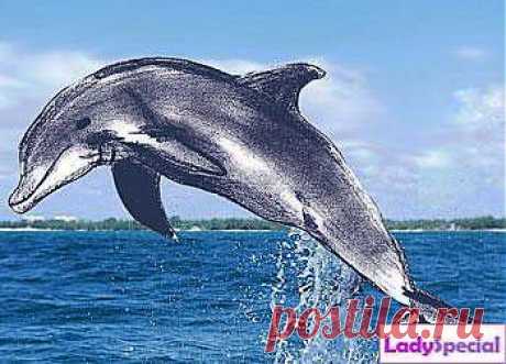 Рисунки карандашом животных для начинающих - Женский журнал LadySpecial.ru
