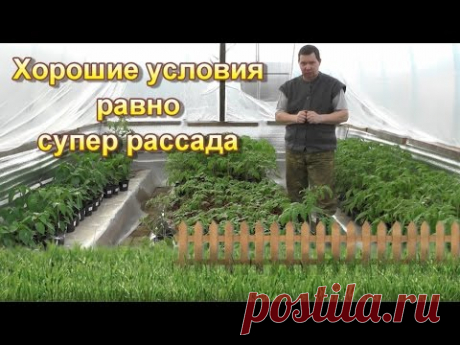 Хорошие условия равно супер рассада - YouTube