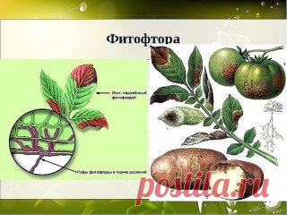 БОРЬБА С ФИТОФТОРОЙ НА ПОМИДОРАХ - САМЫЕ ЭФФЕКТИВНЫЕ СРЕДСТВА