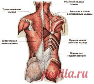 Тренировка мышц спины &laquo;  Будь Здоров