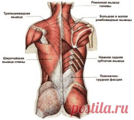 Тренировка мышц спины &amp;laquo;  Будь Здоров
