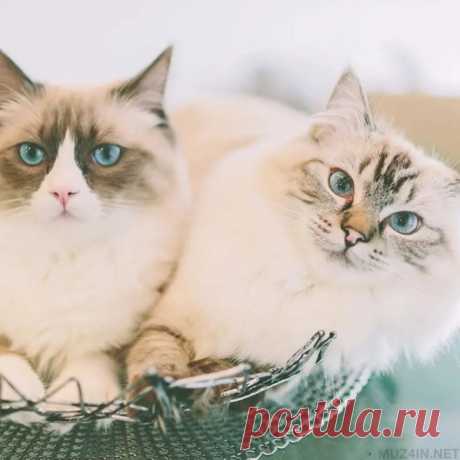 70 забавных фактов обо всём на свете / Всё самое лучшее из интернета