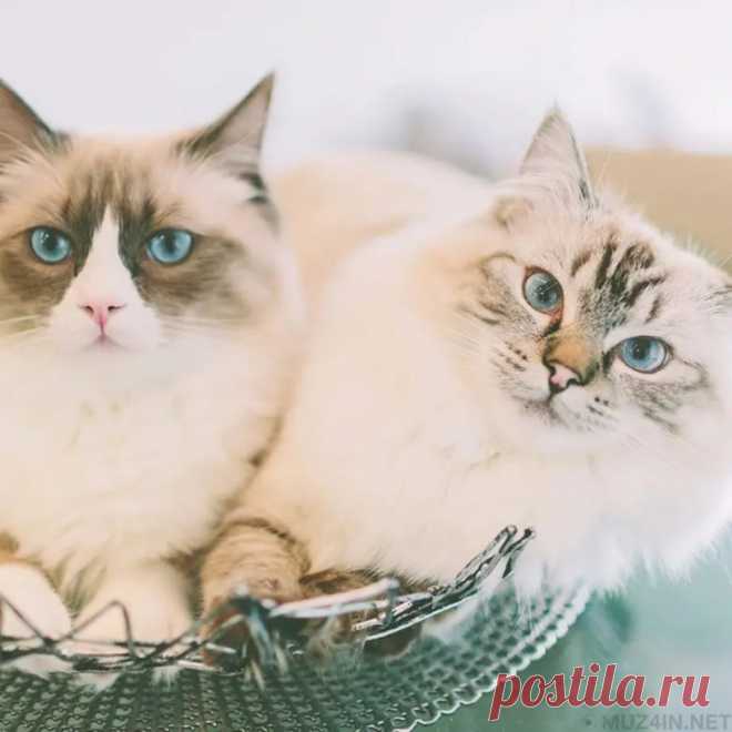 70 забавных фактов обо всём на свете / Всё самое лучшее из интернета