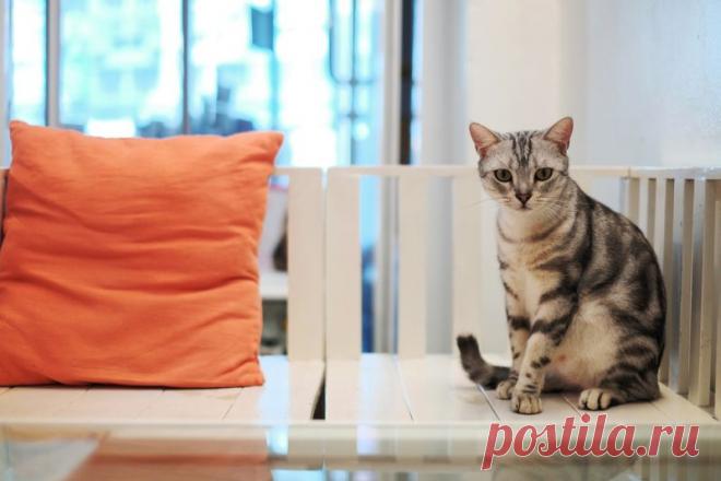 Как убрать запах кота в доме?