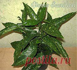 Аукуба Aucuba - Комнатные растения и цветы