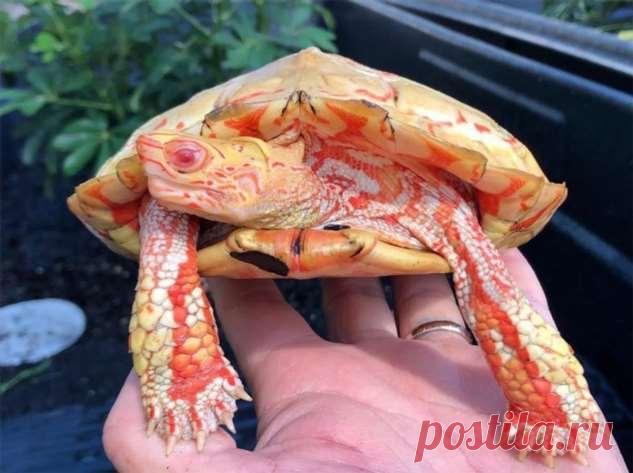 Черепахи-альбиносы похожи на маленьких драконов . Тут забавно !!!