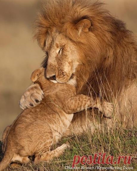 Смешная дикая природа