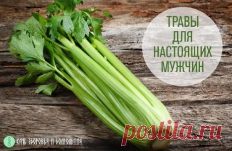 ТРАВЫ ДЛЯ НАСТОЯЩИХ МУЖЧИН
Для того, чтобы вернуть себе молодость, вовсе не обязательно отправляться в тропические страны за диковинными растениями. Гораздо проще посадить некоторые лекарственные травы в саду, на балконе или подоконнике.
Петрушка и сельдерей.
Их используют в качестве средств, повышающих сексуальные возможности. Смело добавляйте в салаты свежую траву, которая не только полезна, но и придает блюдам пряный вкус. Можно приготовить в домашних условиях сок, который принимают по 2 ч.